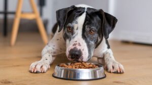 best freeze dried dog food for sensitive guts